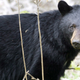 Illustration for article titled Bear Falls Through Skylight Into Party, Then Eats All The Cupcakes